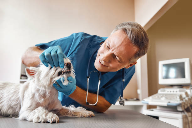 Best Weekend Emergency Dentist in Three Rivers, MI